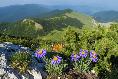 Mountain krstac in bosnia and herzegovina, aster alpina with a butterfly in the foreground