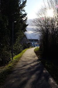 Empty road along trees and plants in city