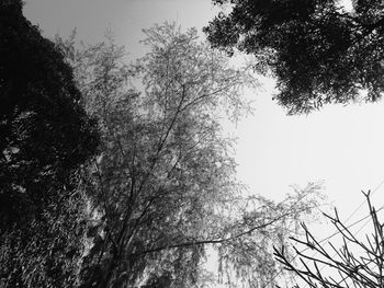 Low angle view of tree against sky