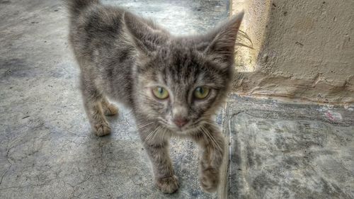 Portrait of kitten by cat