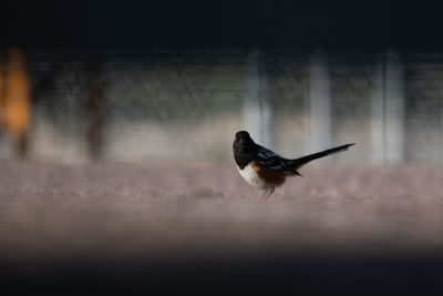 View of bird perching on wood