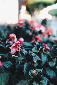 Close-up of flowers blooming outdoors