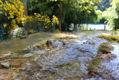 Close-up of tree by water