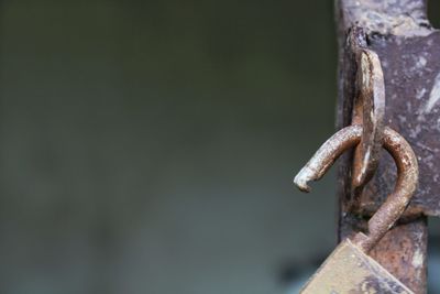 Padlock with rust on steel door.