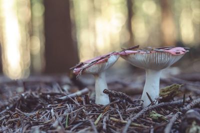 Close-up of mushroom