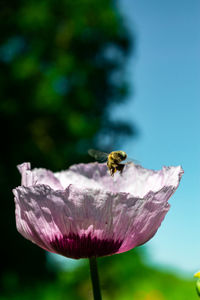 Close-up of bee pollinating on purple flower