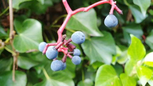 Close-up of berries growing on tree