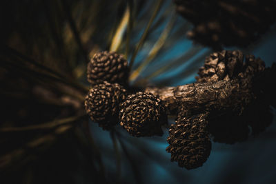 High angle view of pine cone on tree