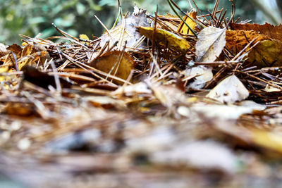 Close-up of dry leaves on field