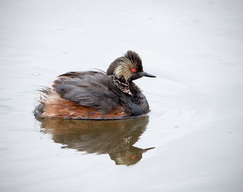 High angle view of duck swimming on lake