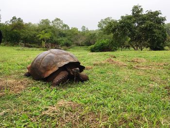 Turtle on field against trees