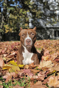 Portrait of a dog on dry leaves