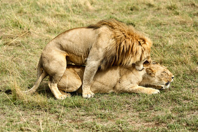 Mating lions