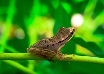 Close-up of frog on leaf