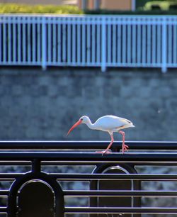 Bird perching on railing