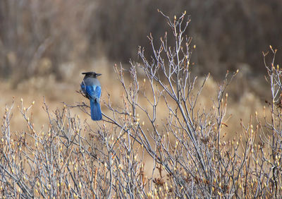 Close-up of bird perching on plant in field