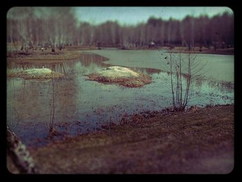 Reflection of trees in water