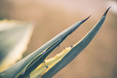 Close-up of plant