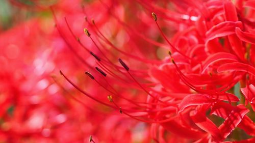 Close-up of red flowering plant