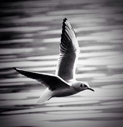 Seagulls flying over sea