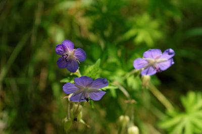 Close-up of purple flowers blooming outdoors