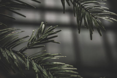 Close-up of wet pine tree branch