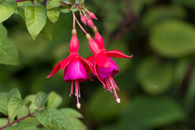 Close-up of pink flowering plant