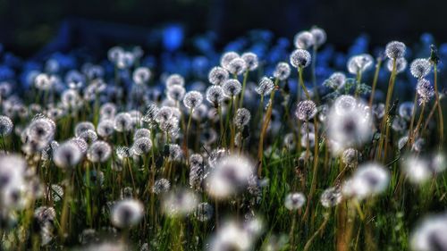 Close-up of flowers growing in field