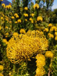 Close-up of yellow flowering plant on land