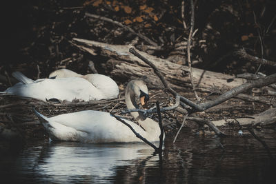 View of a bird in lake