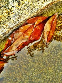 Close-up of insect on water