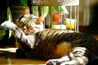 Close-up of cat sleeping on table