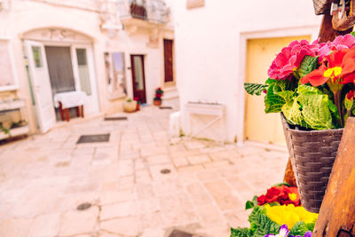 Potted plants outside building