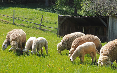 Sheep grazing in field