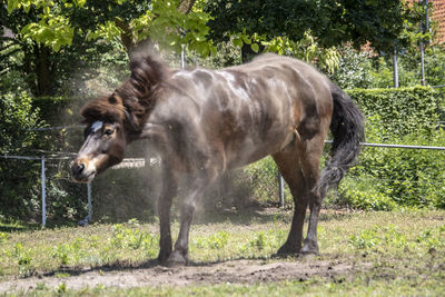 Horse standing in a farm