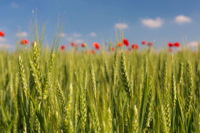 Close-up of wheat field against sky