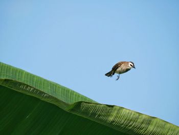 Low angle view of bird flying against clear sky