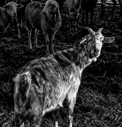 Deer standing in a field