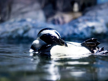 Close-up of duck swimming in lake