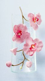 Close-up of pink flowers against white background