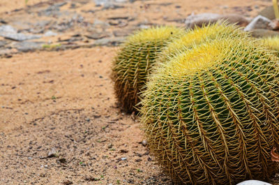 Close-up of cactus on field