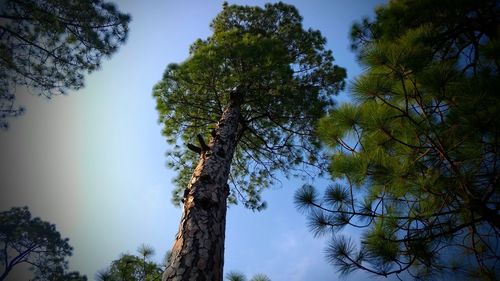 Low angle view of trees in forest against sky