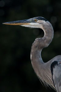 Close-up side view of gray heron perching outdoors