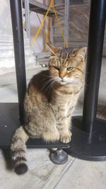 Portrait of cat sitting on metal