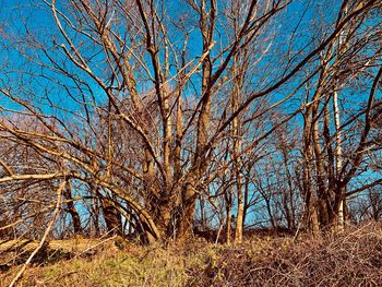 Bare trees against clear blue sky