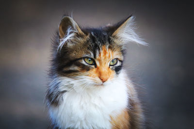 Close-up portrait of a cat