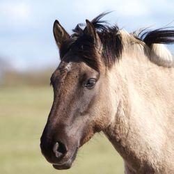 Close-up of horse on field