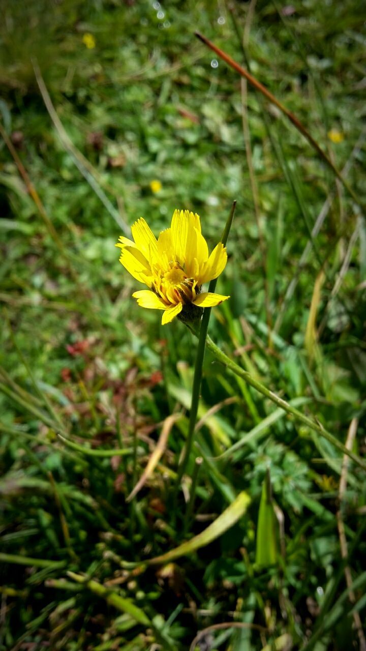 flower, fragility, petal, nature, yellow, beauty in nature, growth, flower head, freshness, plant, high angle view, outdoors, blooming, no people, day, field, close-up