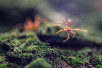 Close-up of insect