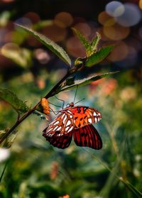 Close-up of butterfly pollinating flower